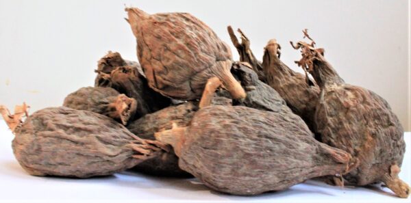 Alligator pepper per Pod