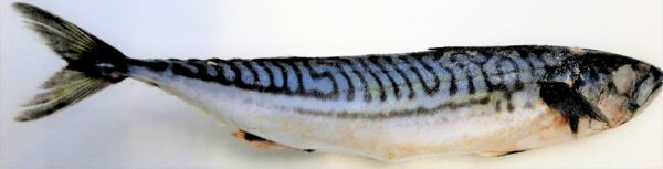 Mackerel Fish (Frozen) per kg