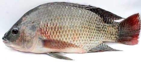 Tilapia (Whole/Black) per kg