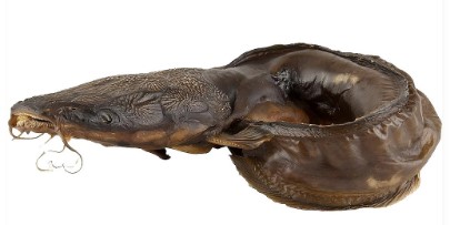 Catfish (Traditionally Smoked) (Whole) per kg.